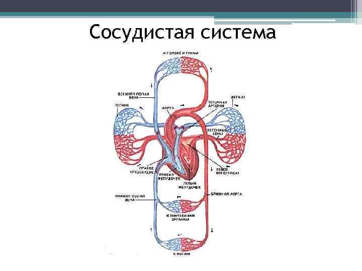 Роль анамнеза в составлении схемы дизонтогенеза