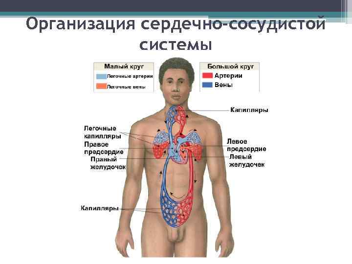 Организация сердечно-сосудистой системы 