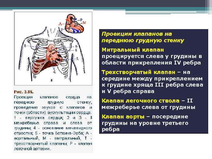 Где расположен митральный клапан