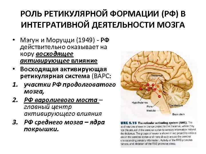 РОЛЬ РЕТИКУЛЯРНОЙ ФОРМАЦИИ (РФ) В ИНТЕГРАТИВНОЙ ДЕЯТЕЛЬНОСТИ МОЗГА • Мэгун и Моруцци (1949) -