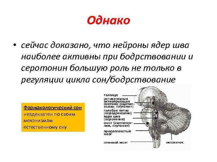 Однако • сейчас доказано, что нейроны ядер шва наиболее активны при бодрствовании и серотонин