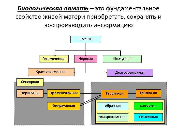 Биологическая память – это фундаментальное свойство живой матери приобретать, сохранять и воспроизводить информацию ПАМЯТЬ