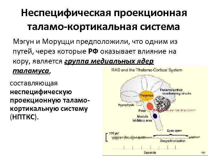 Неспецифическая проекционная таламо-кортикальная система Мэгун и Моруцци предположили, что одним из путей, через которые