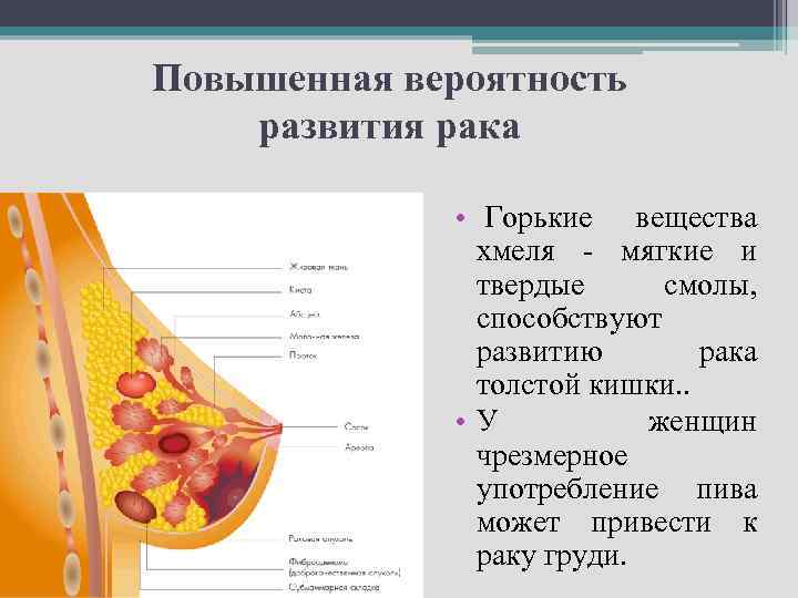 Повышенная вероятность развития рака • Горькие вещества хмеля - мягкие и твердые смолы, способствуют