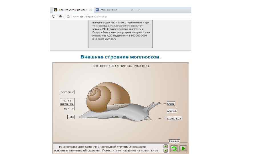 Лабораторная работа внешнее строение раковин моллюсков. Работа 7 внешнее строение моллюсков. Лабораторная работа внешнее строение моллюска. Изучение моллюсков лаборатория. Лабораторная работа внешнее строение моллюсков 7.