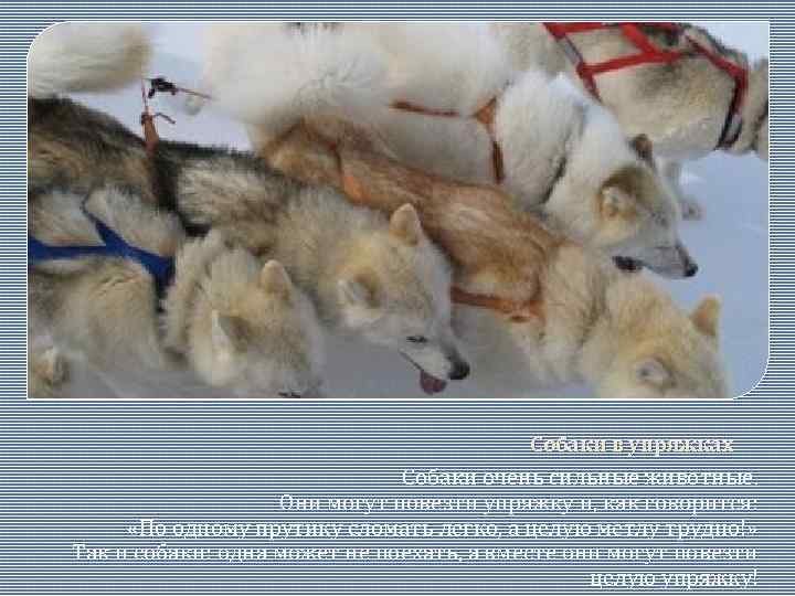 Собаки в упряжках Собаки очень сильные животные. Они могут повезти упряжку и, как говорится: