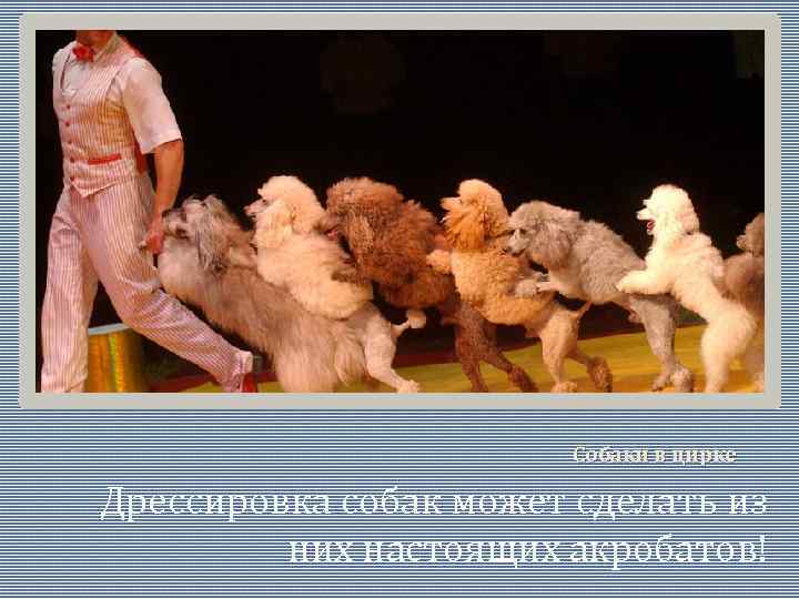 Собаки в цирке Дрессировка собак может сделать из них настоящих акробатов! 