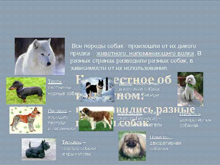 Все породы собак произошли от их дикого предка – животного, напоминающего волка. В разных