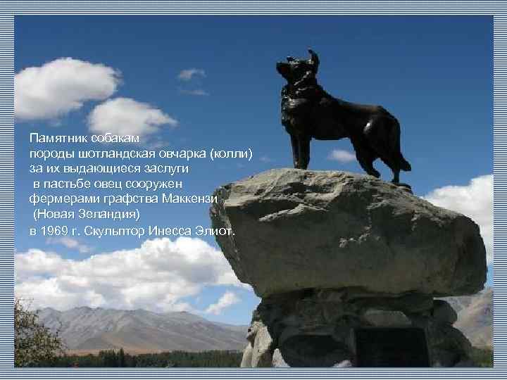 Памятник собакам породы шотландская овчарка (колли) за их выдающиеся заслуги в пастьбе овец сооружен