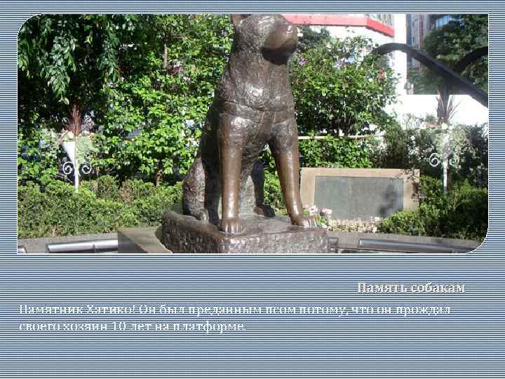 Память собакам Памятник Хатико! Он был преданным псом потому, что он прождал своего хозяин