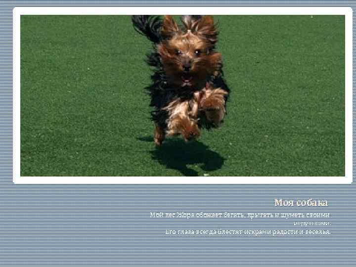 Моя собака Мой пес Жора обожает бегать, прыгать и шуметь своими игрушками. Его глаза