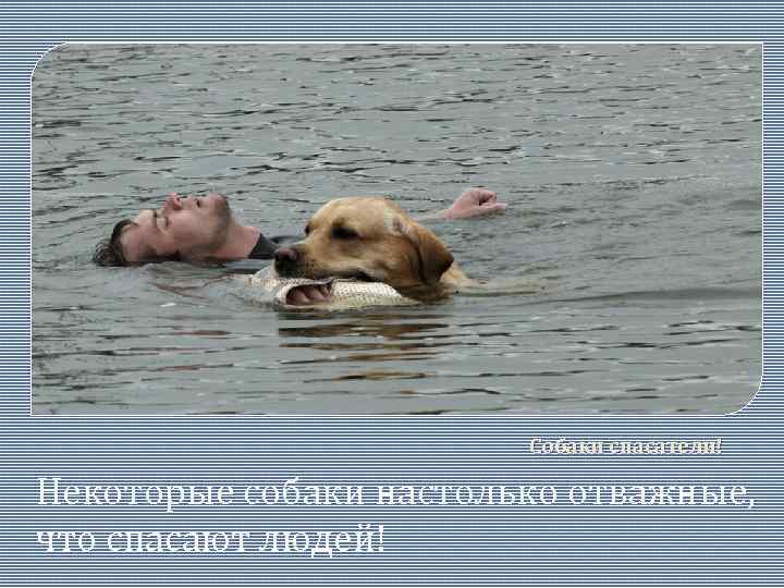 Собаки спасатели! Некоторые собаки настолько отважные, что спасают людей! 