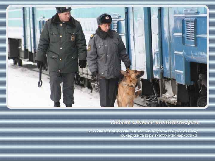 Собаки служат милиционерам. У собак очень хороший нюх, поэтому они могут по запаху обнаружить