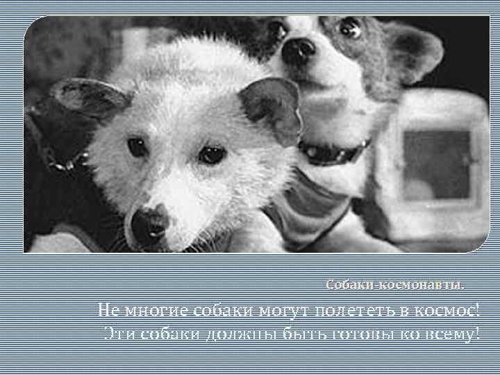 Собаки-космонавты. Не многие собаки могут полететь в космос! Эти собаки должны быть готовы ко