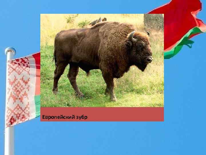 Европейский зубр 
