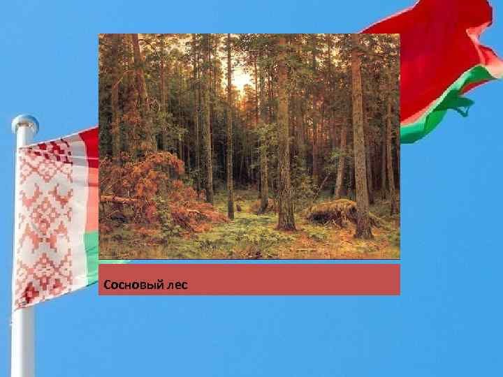 Сосновый лес 