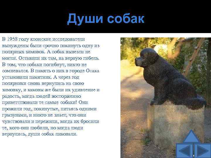 Души собак В 1958 году японские исследователи вынуждены были срочно покинуть одну из полярных