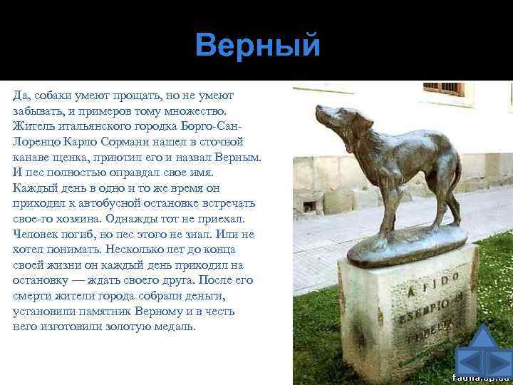 Верный Да, собаки умеют прощать, но не умеют забывать, и примеров тому множество. Житель