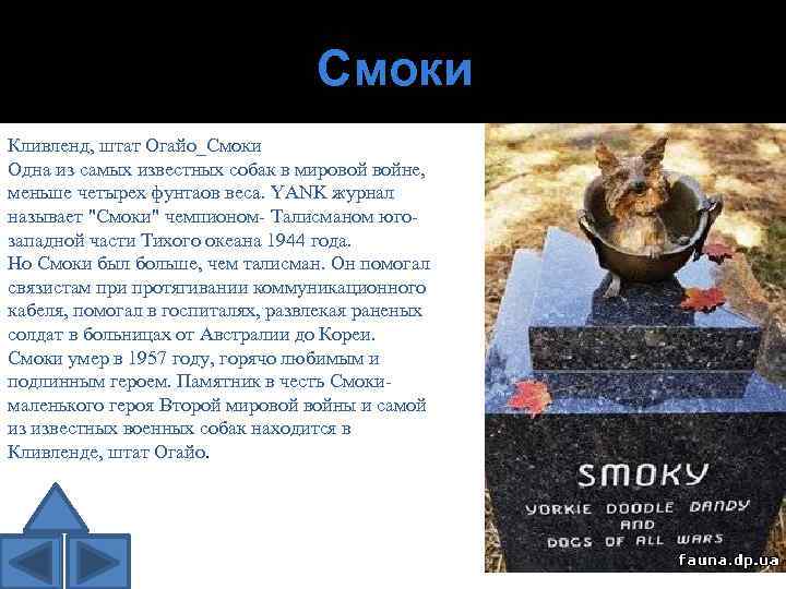 Смоки Кливленд, штат Огайо_Смоки Одна из самых известных собак в мировой войне, меньше четырех