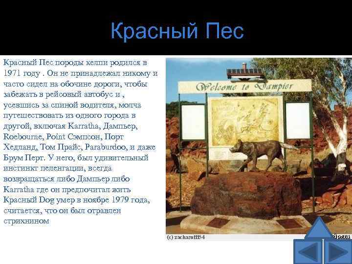 Красный Пес породы келпи родился в 1971 году. Он не принадлежал никому и часто