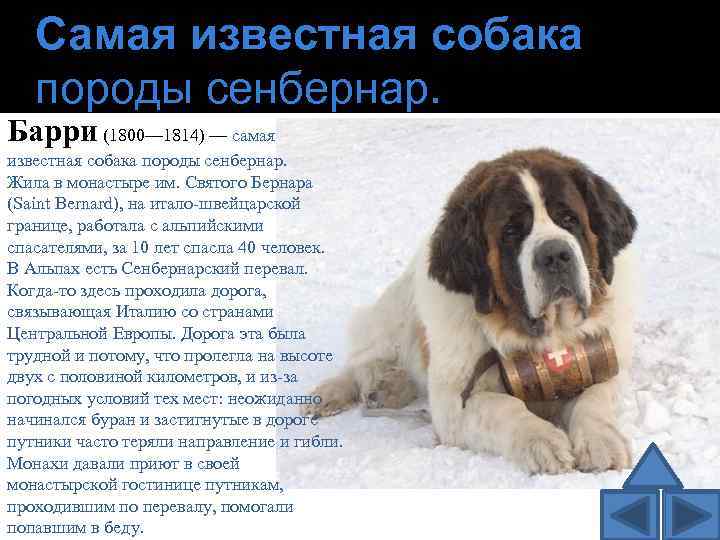Самая известная собака породы сенбернар. Барри (1800— 1814) — самая известная собака породы сенбернар.