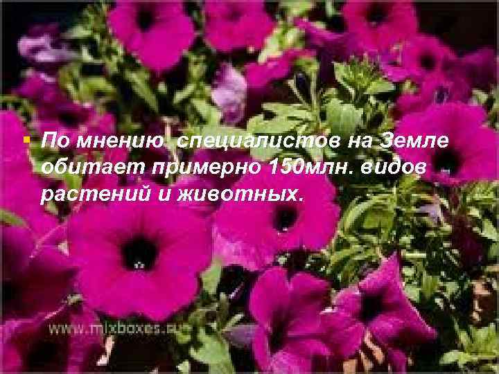 § По мнению специалистов на Земле обитает примерно 150 млн. видов растений и животных.