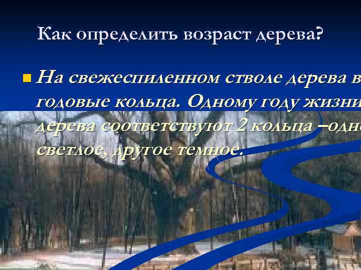 Как определить возраст дерева? n На свежеспиленном стволе дерева ви в годовые кольца. Одному