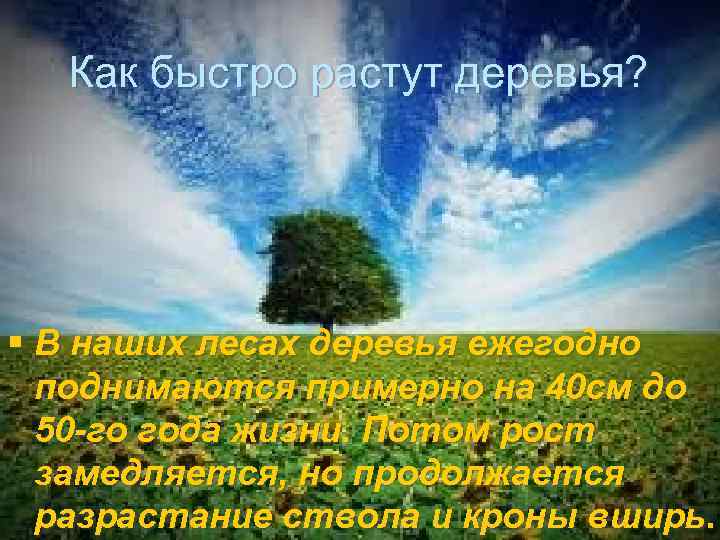 Как быстро растут деревья? § В наших лесах деревья ежегодно поднимаются примерно на 40