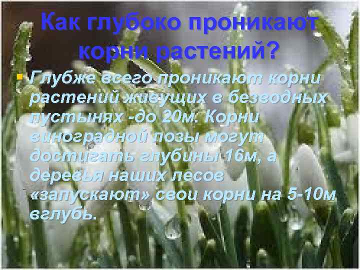 Как глубоко проникают корни растений? § Глубже всего проникают корни растений живущих в безводных