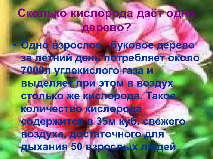 Сколько кислорода даёт одно дерево? • Одно взрослое буковое дерево за летний день потребляет