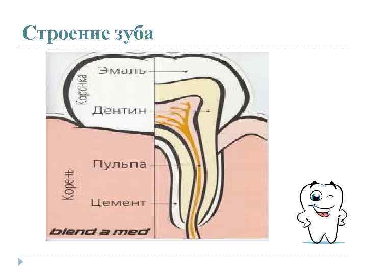 Строение зуба 