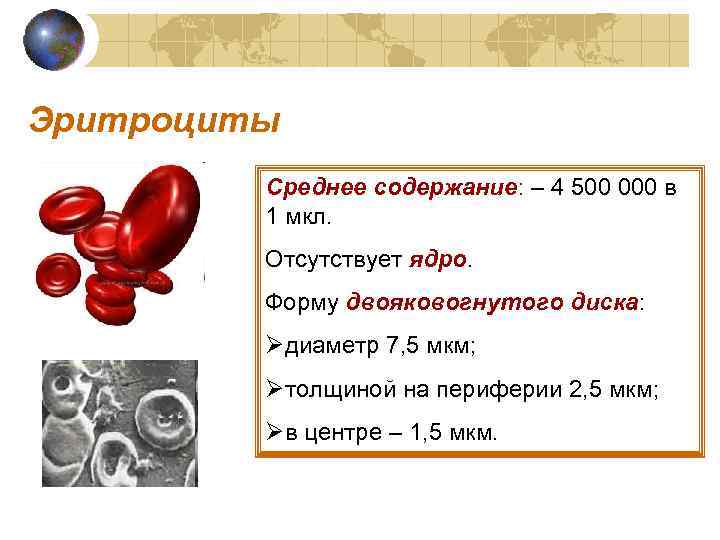 Эритроциты Среднее содержание: – 4 500 000 в 1 мкл. Отсутствует ядро. Форму двояковогнутого