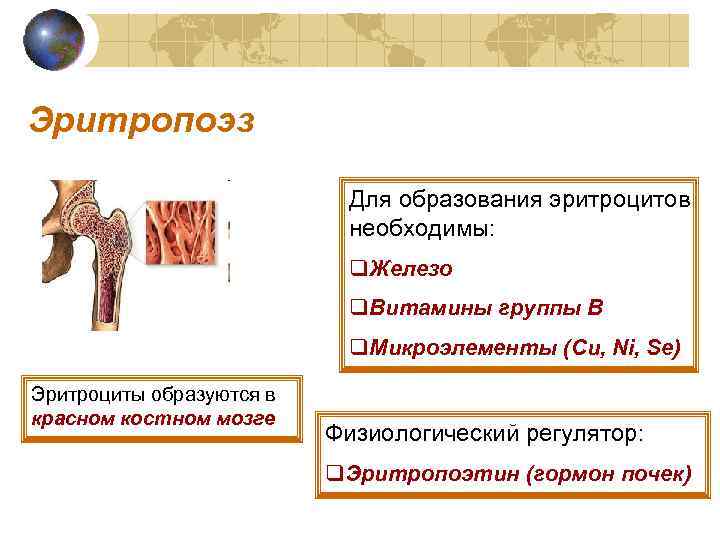 Эритропоэз Для образования эритроцитов необходимы: q. Железо q. Витамины группы B q. Микроэлементы (Cu,