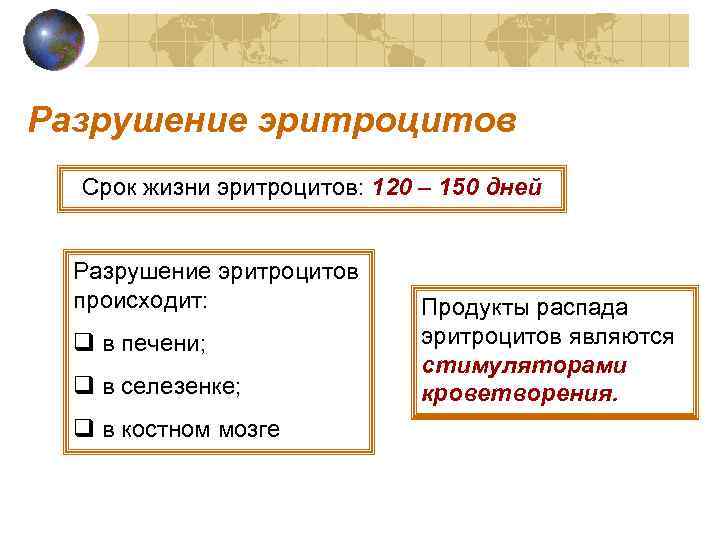 Разрушение эритроцитов Срок жизни эритроцитов: 120 – 150 дней Разрушение эритроцитов происходит: q в