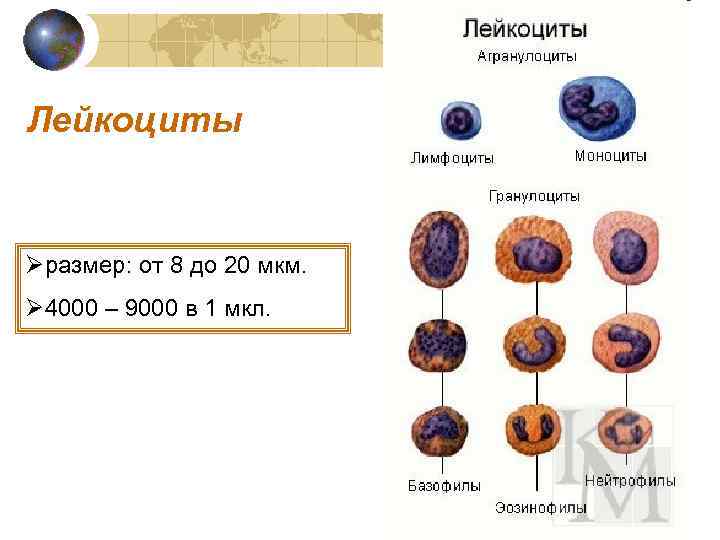 Лейкоциты Øразмер: от 8 до 20 мкм. Ø 4000 – 9000 в 1 мкл.