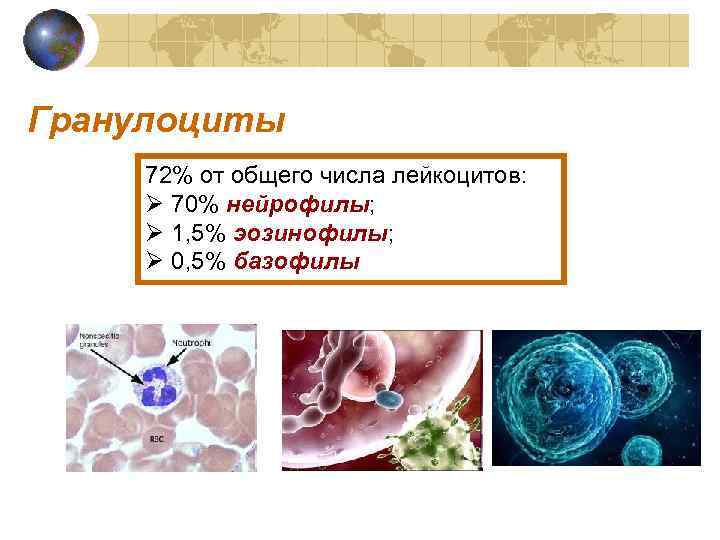 Гранулоциты 72% от общего числа лейкоцитов: Ø 70% нейрофилы; Ø 1, 5% эозинофилы; Ø