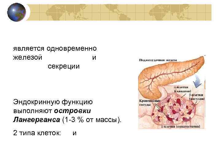 Поджелудочная железа является одновременно железой внутренней и внешней секреции Эндокринную функцию выполняют островки Лангерганса