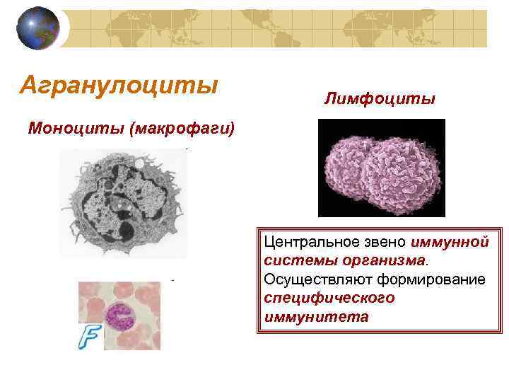 Агранулоциты Лимфоциты Моноциты (макрофаги) Центральное звено иммунной системы организма. Осуществляют формирование специфического иммунитета 