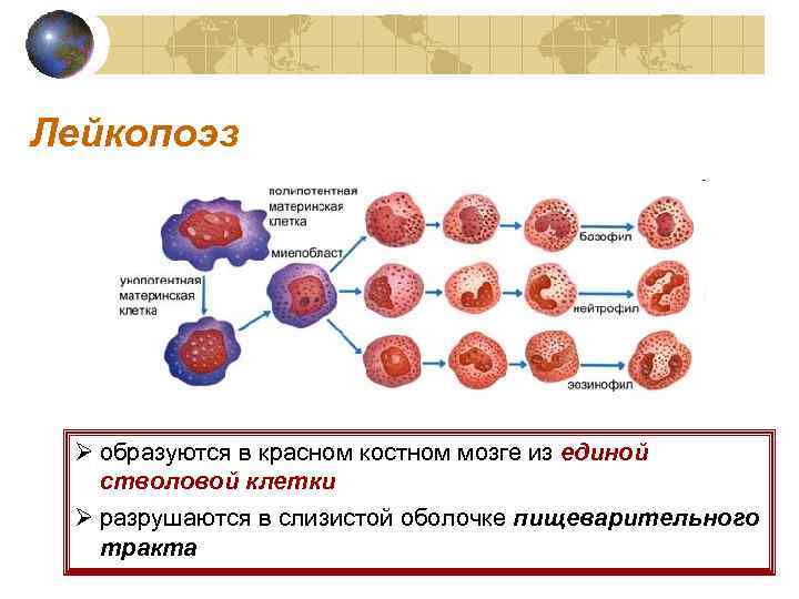 Клетки образующиеся в красном костном мозге. Стволовых клеток костного мозга. Красный костный мозг лимфоциты. Образование клеток крови в Красном костном мозге. Стволовые клетки красного костного мозга.