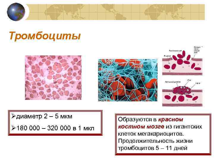 Тромбоциты Øдиаметр 2 – 5 мкм Ø 180 000 – 320 000 в 1