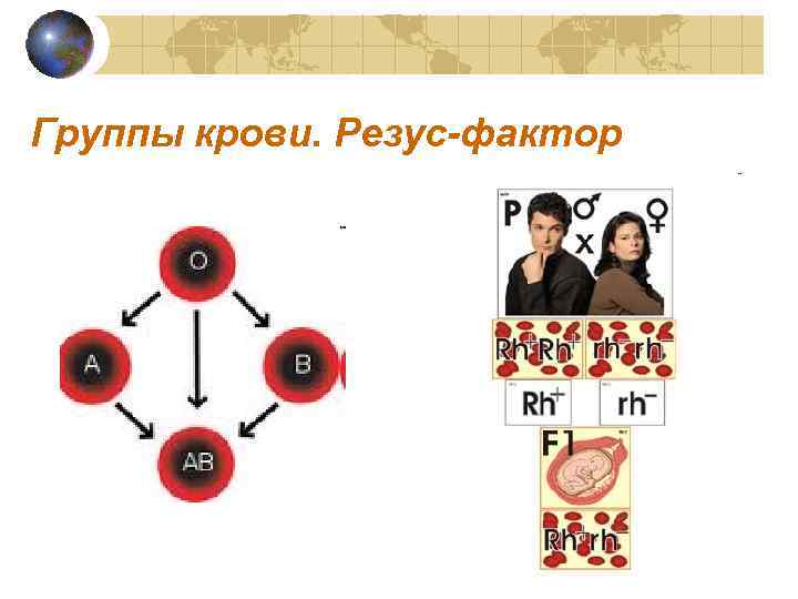 Группы крови. Резус-фактор 