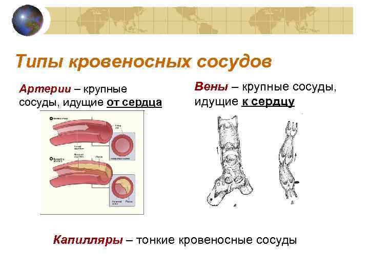 Типы кровеносных сосудов Артерии – крупные сосуды, идущие от сердца Вены – крупные сосуды,