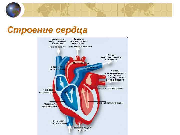 Строение сердца 