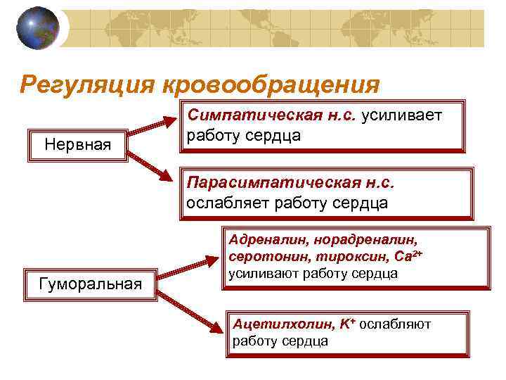 Регуляция кровообращения Нервная Симпатическая н. с. усиливает работу сердца Парасимпатическая н. с. ослабляет работу