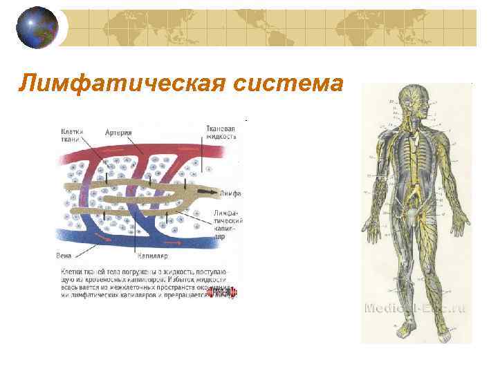 Лимфатическая система 