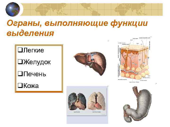 Ограны, выполняющие функции выделения q. Легкие q. Желудок q. Печень q. Кожа 