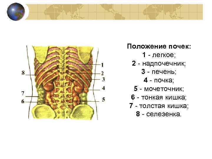 Положение почек: 1 - легкое; 2 - надпочечник; 3 - печень; 4 - почка;