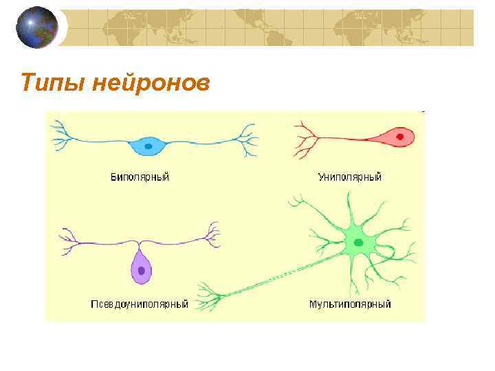 Типы нейронов 
