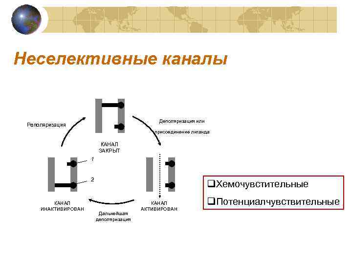Неселективные каналы Деполяризация или Реполяризация присоединение лиганда КАНАЛ ЗАКРЫТ 1 2 КАНАЛ ИНАКТИВИРОВАН q.