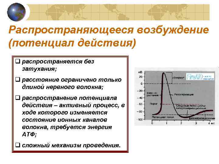 Распространяющееся возбуждение (потенциал действия) q распространяется без затухания; q расстояние ограничено только длиной нервного